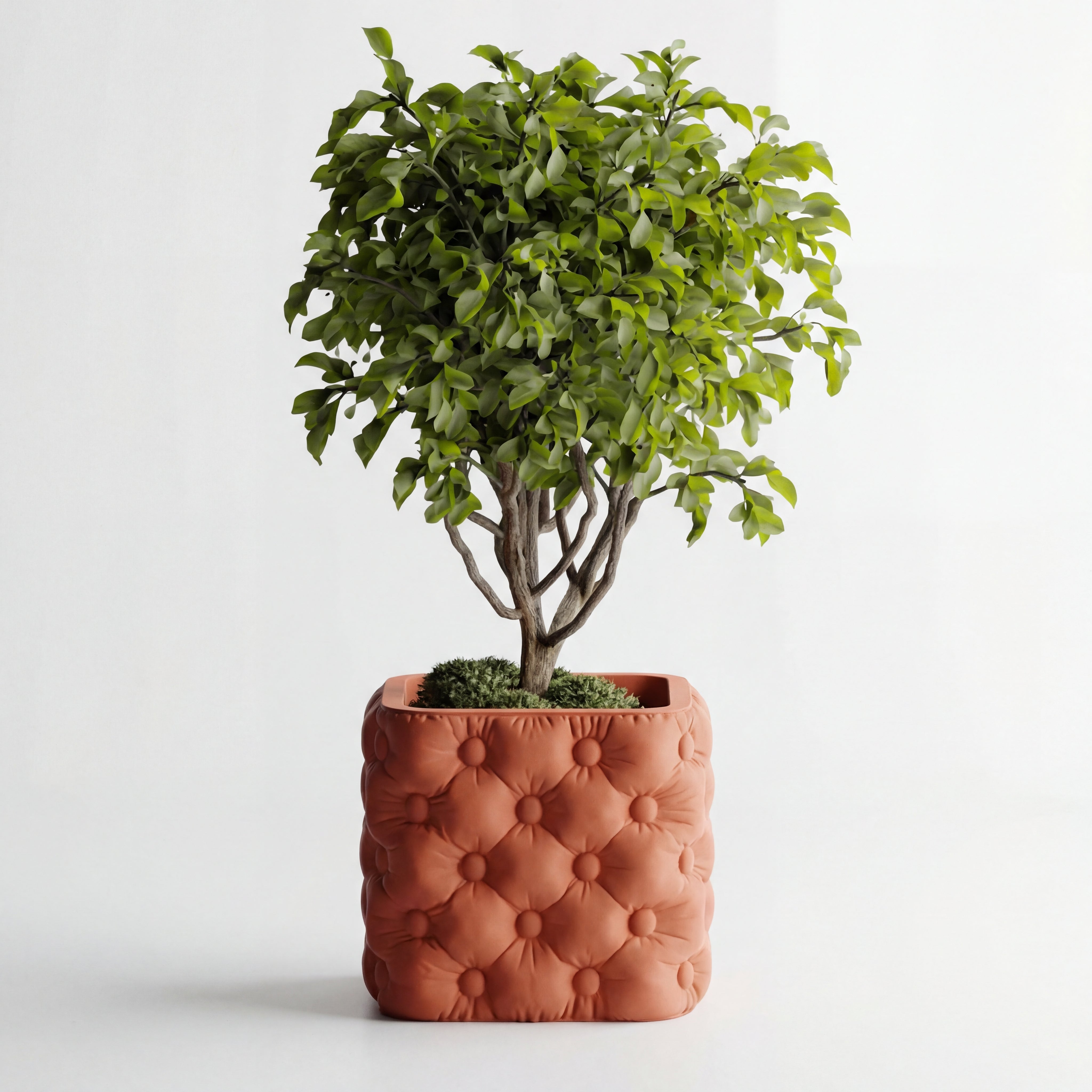 Chester POT